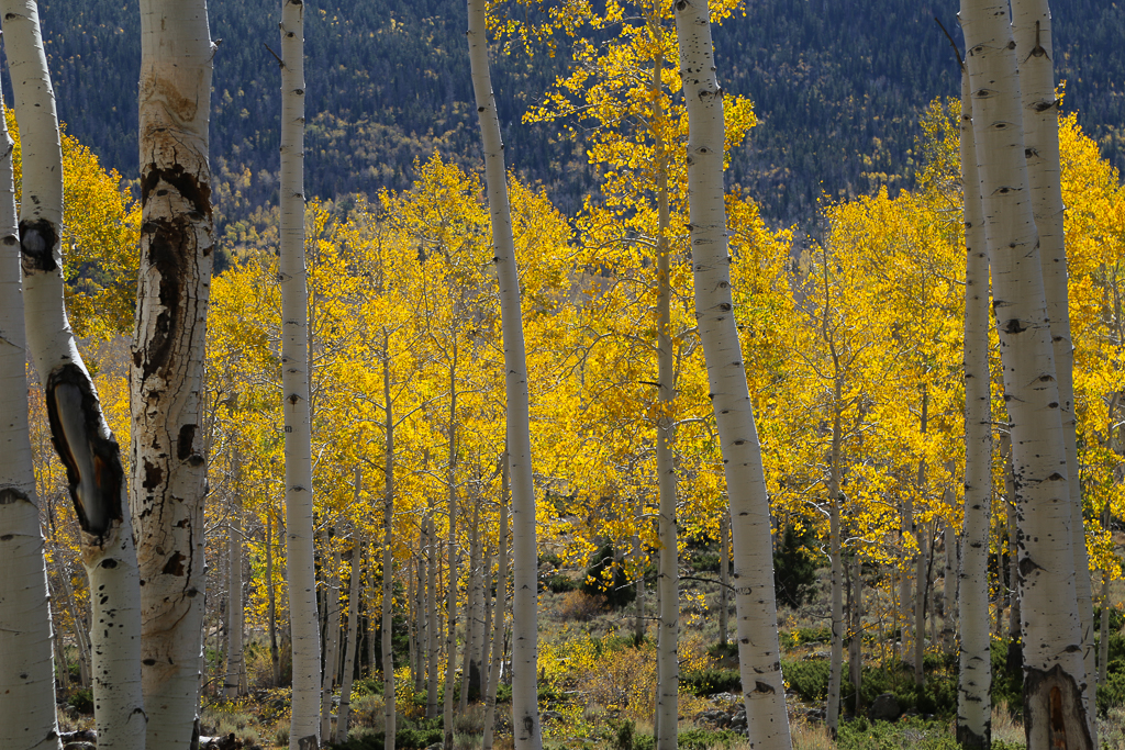 Pando Aspen Colony Utah