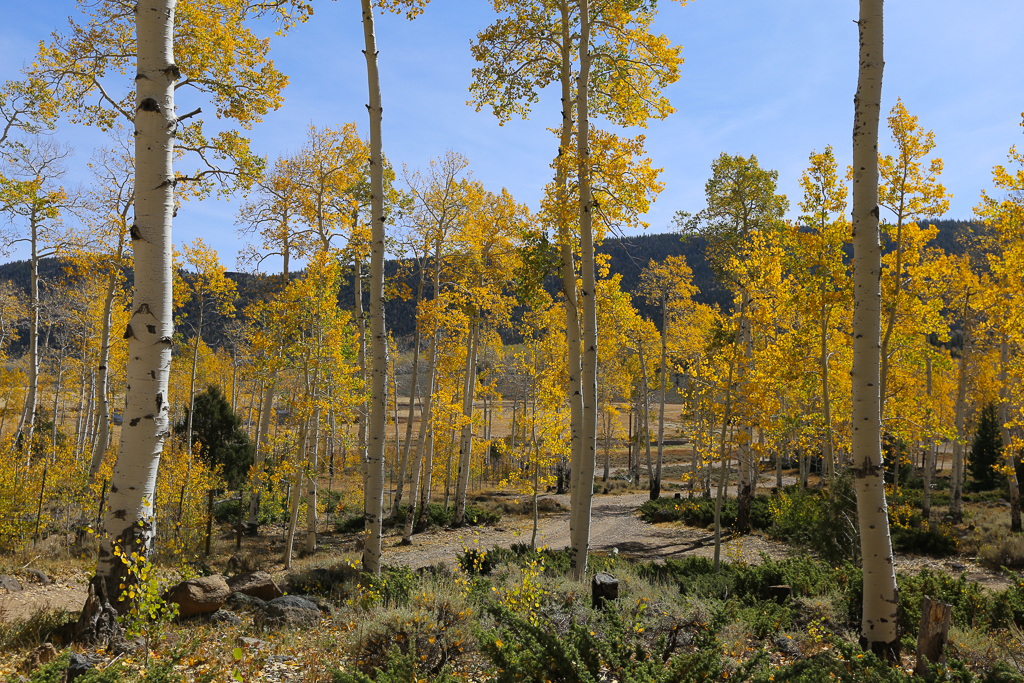 Pando Aspen Colony Utah